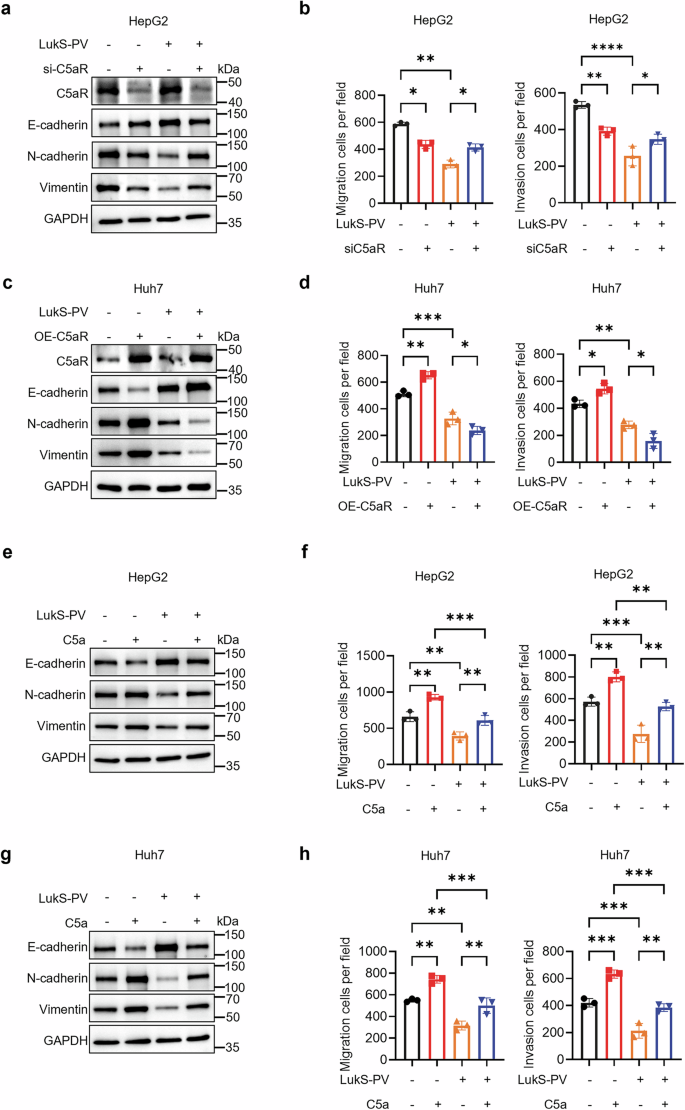 Fig. 2: LukS-PV targets C5aR to antagonize C5a and inhibit EMT in HCC.
