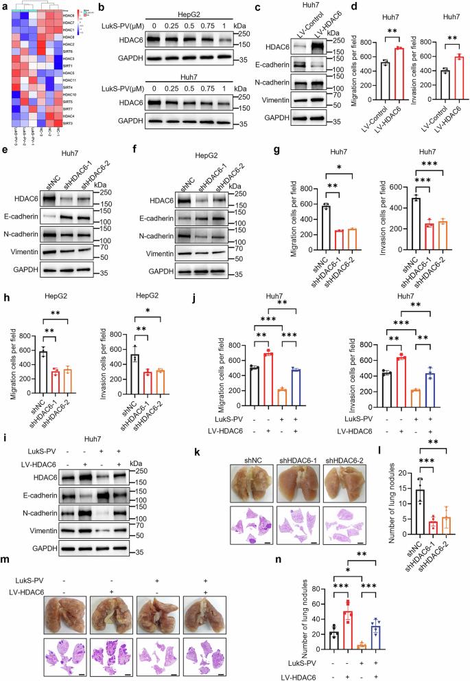 Fig. 3: LukS-PV inhibits EMT in HCC by downregulating HDAC6.