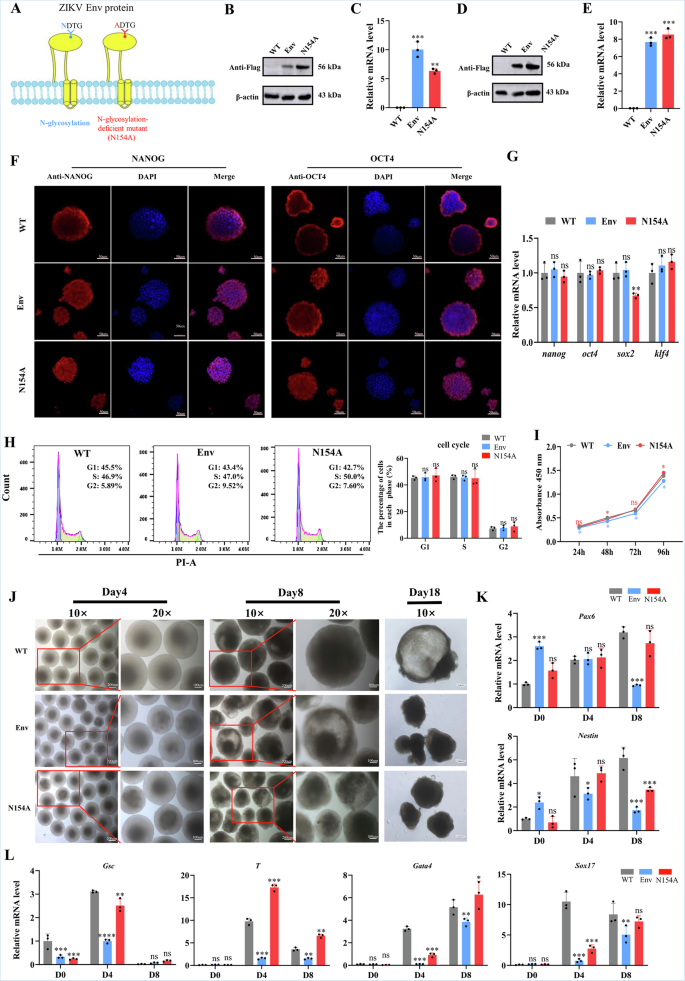 Fig. 1: Env of ZIKV has little effect on the pluripotency, proliferation, and cell cycle, but significantly inhibits the free differentiation of mESCs.