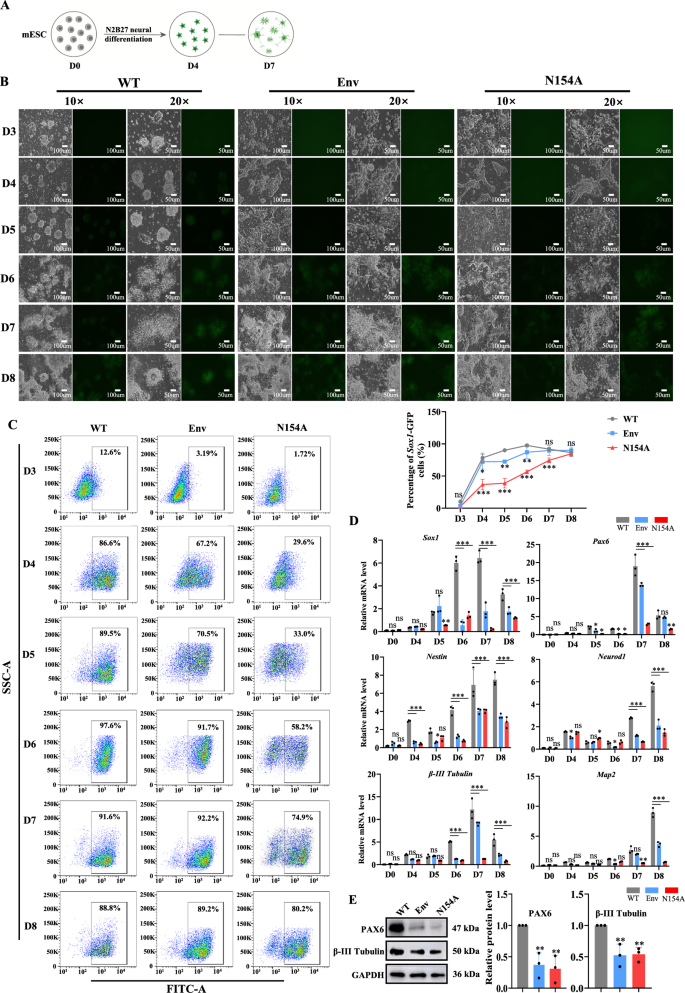 Fig. 2: Env of ZIKV inhibits monolayer neural differentiation of mESCs in N2B27 medium.