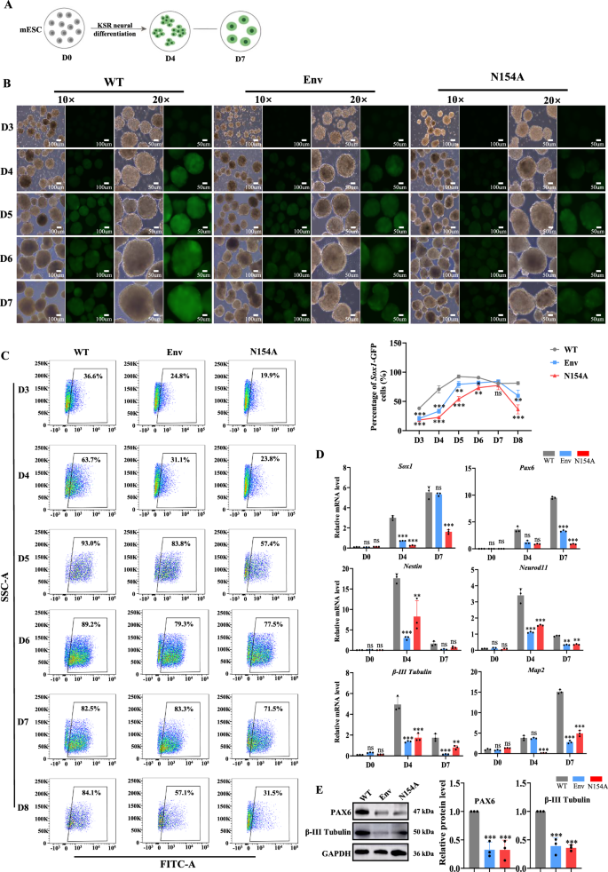 Fig. 3: Env of ZIKV inhibits the conversion of mESCs into neuronal cells in suspension culture in KSR medium.