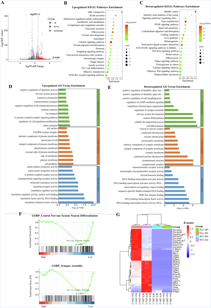 Fig. 5: Env of ZIKV inhibits neuronal development and synapse assembly in KSR suspension medium.