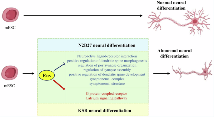 Fig. 6: The model showing the role of ZIKV Env in neural differentiation.
