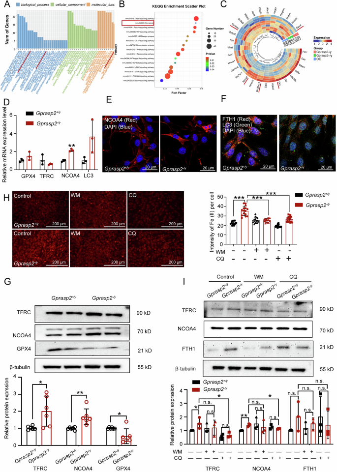 Fig. 4: The Gprasp2-deficiency enhances ferritinophagy.