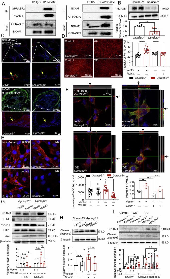 Fig. 6: NCAM1 binds to GPRASP2 and regulates ferritinophagy.