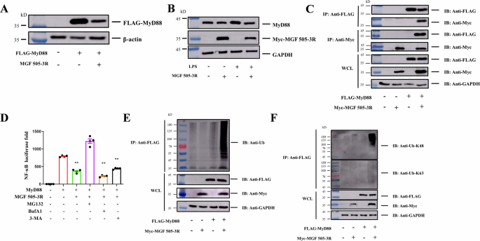 Fig. 2: MGF 505–3R interacts with MyD88 and promotes its degradation via K48-linked ubiquitination.