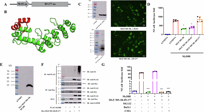 Fig. 3: MGF 505–3R inhibits NF–κB activation through its amino acid region 89–277.