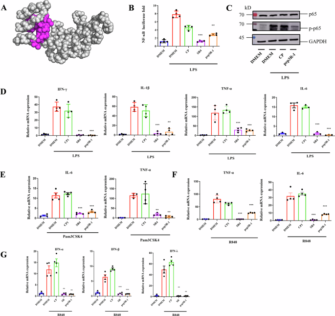 Fig. 4: MGF 505–3R peptides can inhibit NF–κB and its downstream cytokines.