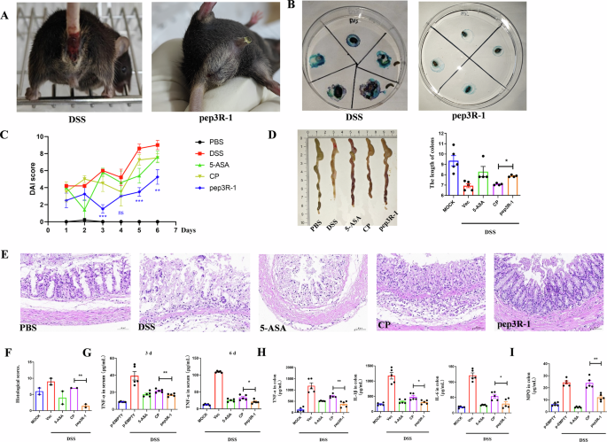 Fig. 5: Assessment of the anti-inflammatory function of MGF 505–3R peptide.
