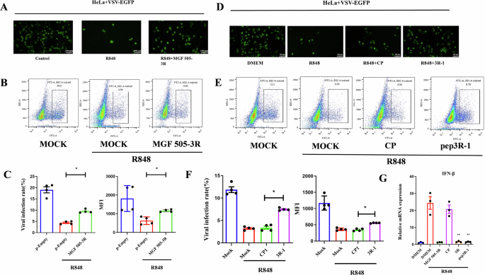Fig. 6: MGF 505–3R and its peptide enhance viral replication in cells.