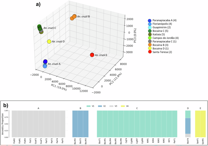 Fig. 4: Genomic structure of An. cruzii s.l.