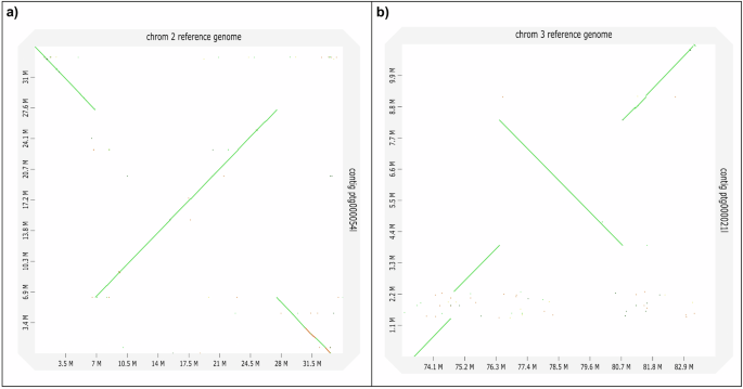 Fig. 5: Chromosomal inversions in An.