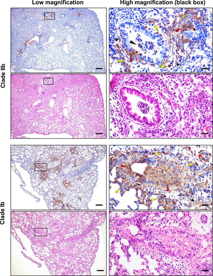Fig. 5: MPXV distribution in the infected lung.