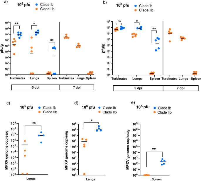 Fig. 6: Viral loads in MPXV clade Ib disseminates to internal organs more efficiently than clade IIb.