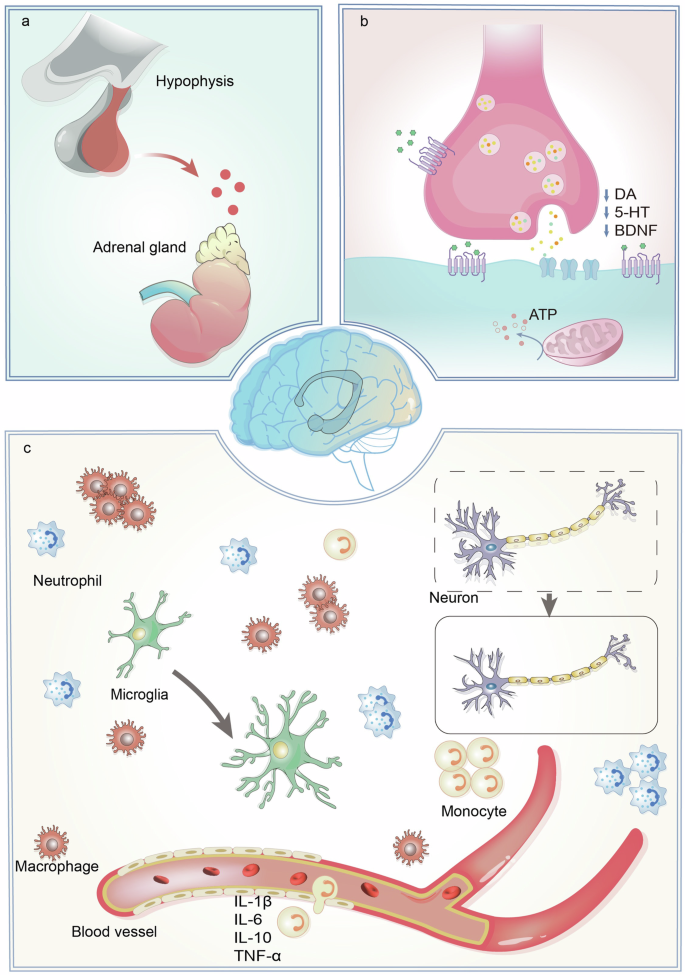 Fig. 1: The mechanism of physiological changes in depression.