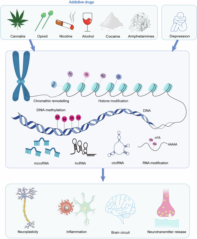 Fig. 2: Addiction and depression comorbidity: epigenetic mechanisms.