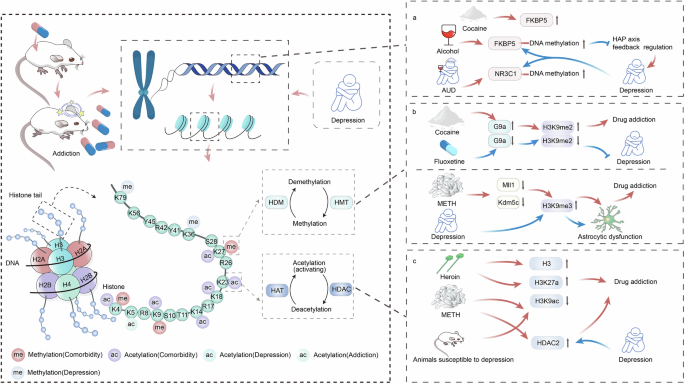Fig. 4: Addictive drug abuse and epigenetic modifications.