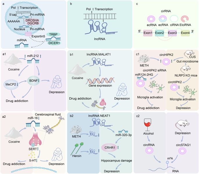 Fig. 6: Convergent and condition-specific alterations of ncRNAs in drug addiction and depression.