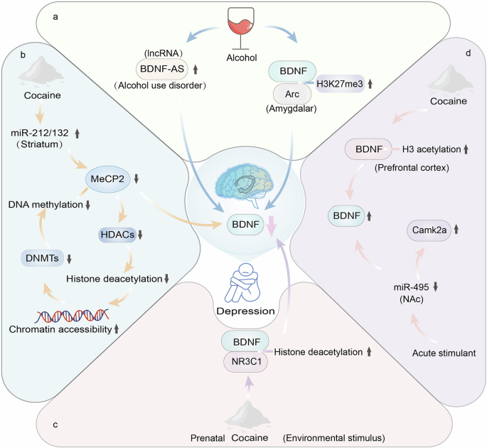 Fig. 7: Convergent epigenetic regulation of BDNF in addiction and depression.