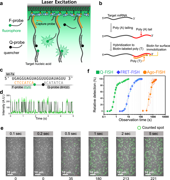 Fig. 1: Rapid nucleic acid biomarker detection using Q-FISH.