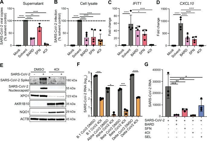 Fig. 1: NRF2 activators (4OI, BARD, SFN) and SEL reduce SARS-CoV-2 infectivity in Calu-3 cells.