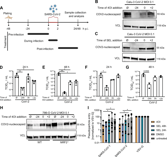 Fig. 2: Time of addition determines the anti-SARS-CoV-2 effect of the compounds.