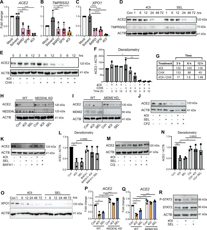 Fig. 3: 4OI and SEL reduce ACE2 and XPO1 levels.