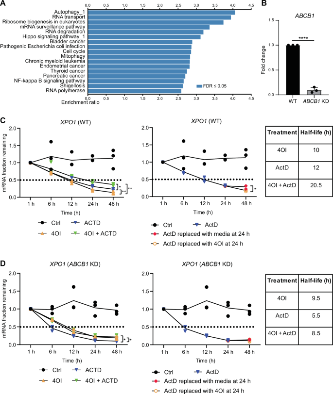 Fig. 4: 4OI reduces transcription of the XPO1 gene.