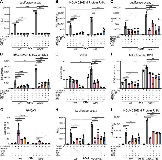 Fig. 5: NRF2-independent inhibition of 229E infectivity and downregulation of XPO1 mRNA.