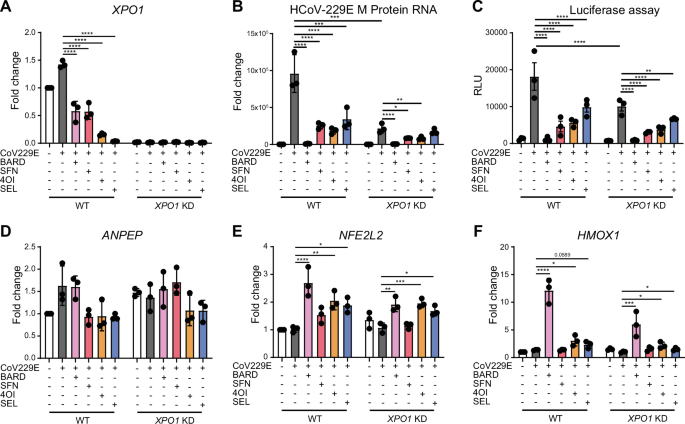 Fig. 6: XPO1 knock-down reduces infectivity of hCoV-229E.