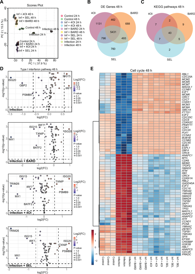 Fig. 7: Effect of BARD, 4OI, and SEL on transcriptomes of 229E-infected A549 cells.