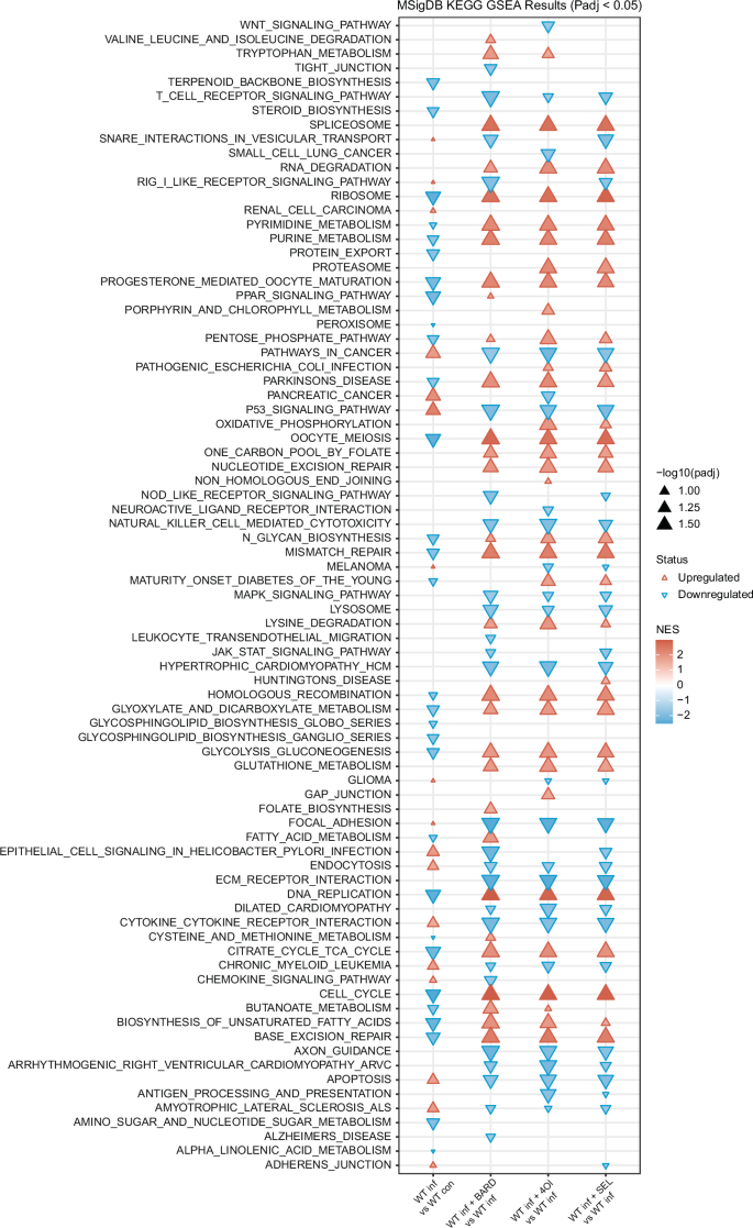 Fig. 8: hCoV-229E infection represses signaling pathways associated with cell proliferation and metabolism, which is reversed by treatment with BARD, 4OI, and SEL.