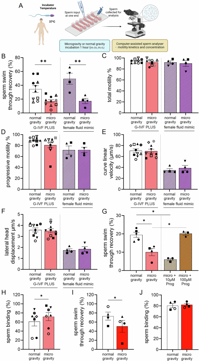 Fig. 1: Microgravity alters human sperm navigational ability and improves hyaluronan-binding capacity.