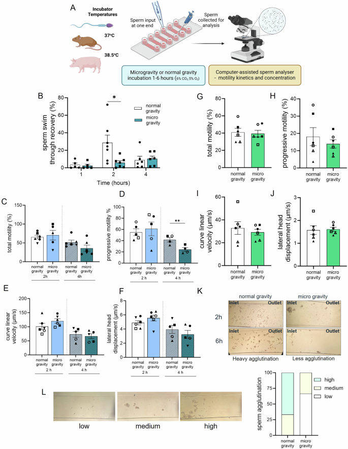 Fig. 2: Microgravity alters mouse sperm navigation ability and impairs pig sperm ability to agglutinate at 38.5 oC.