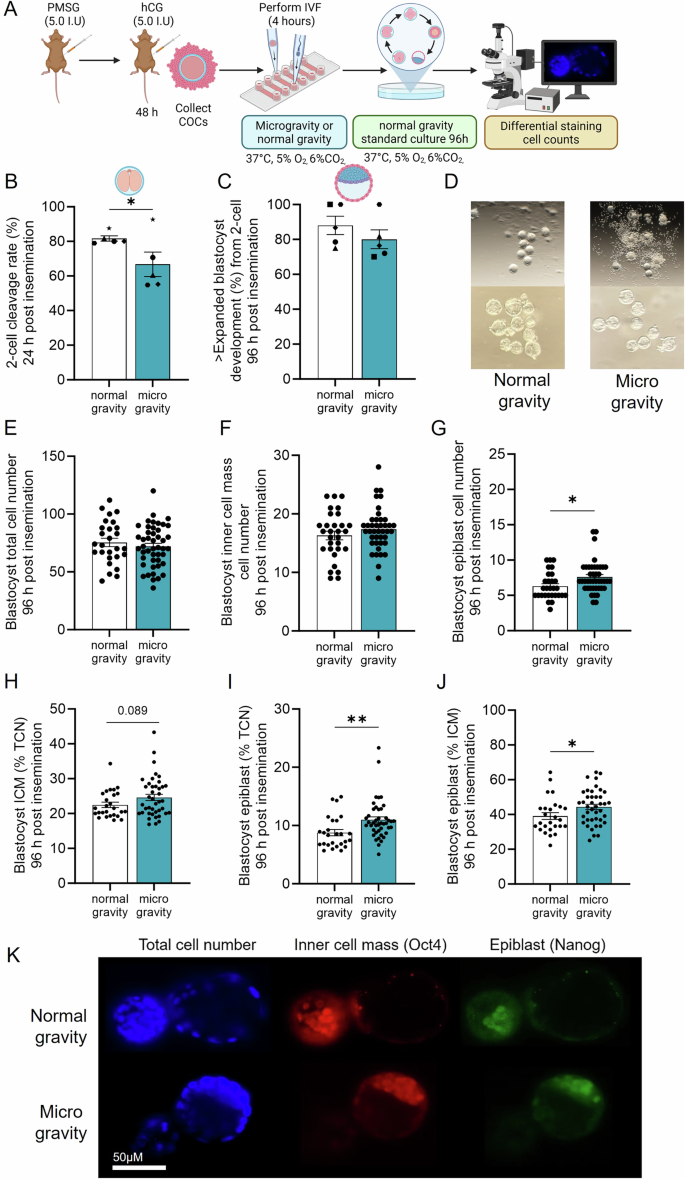Fig. 3: Microgravity exposure during fertilization reduces cleavage rates but increases the proportion of fetal epiblast in subsequent blastocysts in mice.