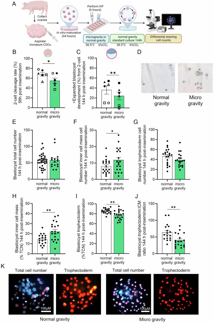 Fig. 5: Microgravity exposure during fertilization reduces cleavage rates and blastocyst formation in the pig but increases blastocyst inner cell mass cell numbers.