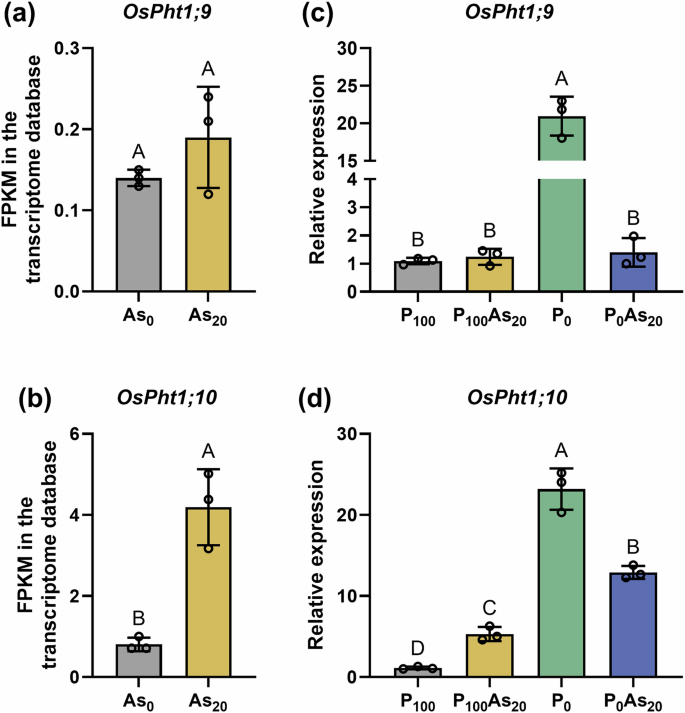 Fig. 1: Expression patterns of OsPht1;9/1;10 in rice roots.