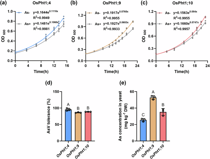 Fig. 2: Arsenate and phosphate transport activity of OsPht1;9/1;10 in yeast mutant strain EY917.