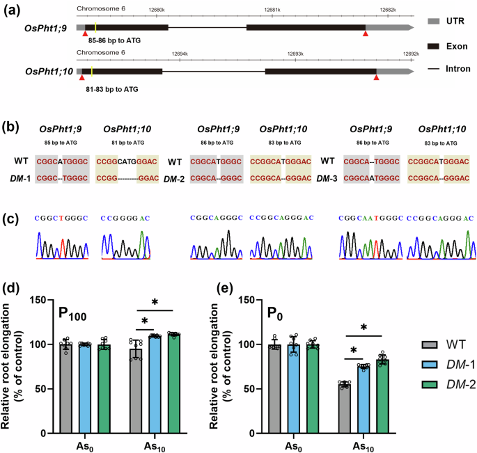 Fig. 3: Identification and arsenate tolerance of ospht1;9/1;10 double mutant lines.