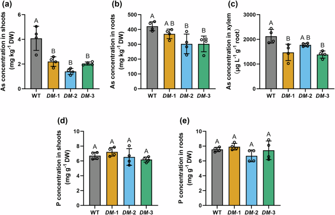 Fig. 4: Mutation of OsPht1;9/1;10 affected arsenic and phosphorus accumulation in rice.