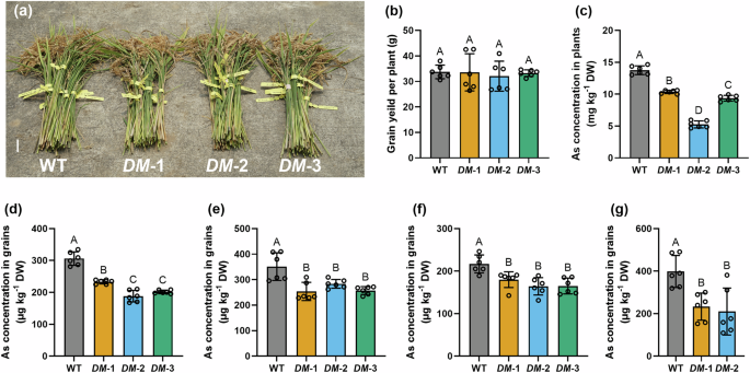 Fig. 5: Mutation of OsPht1;9/1;10 decreased arsenic accumulation in rice grains.