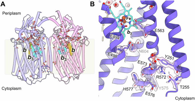 Fig. 1: High-resolution cryoEM structure of the NmqNOR dimer.