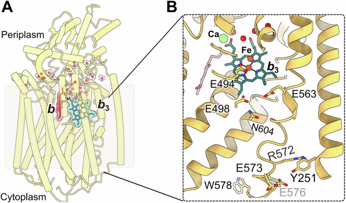 Fig. 2: High-resolution cryoEM structure of the NmqNOR monomer.