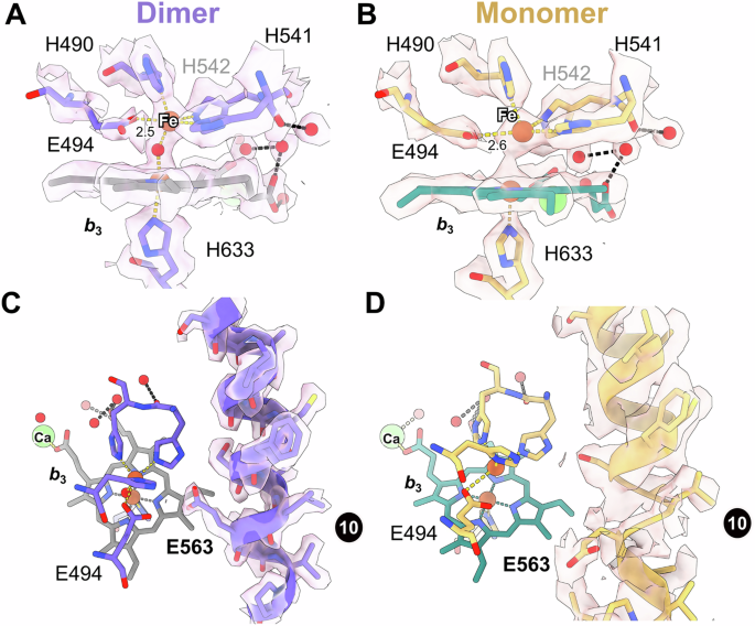 Fig. 3: The active site structures of the NmqNOR monomer and dimer.