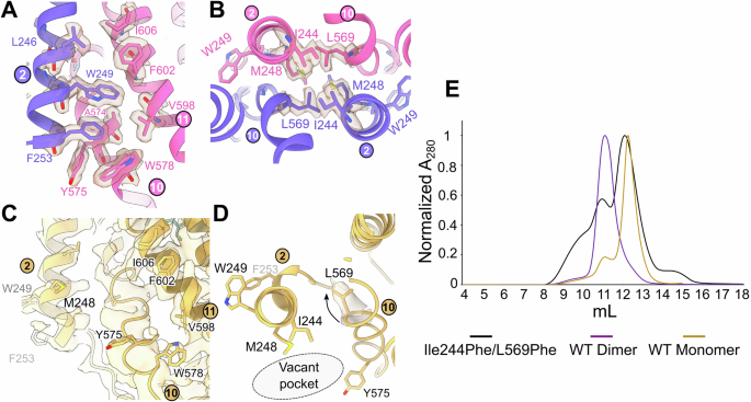 Fig. 4: The dimerization sites of NmqNOR monomer and dimer.