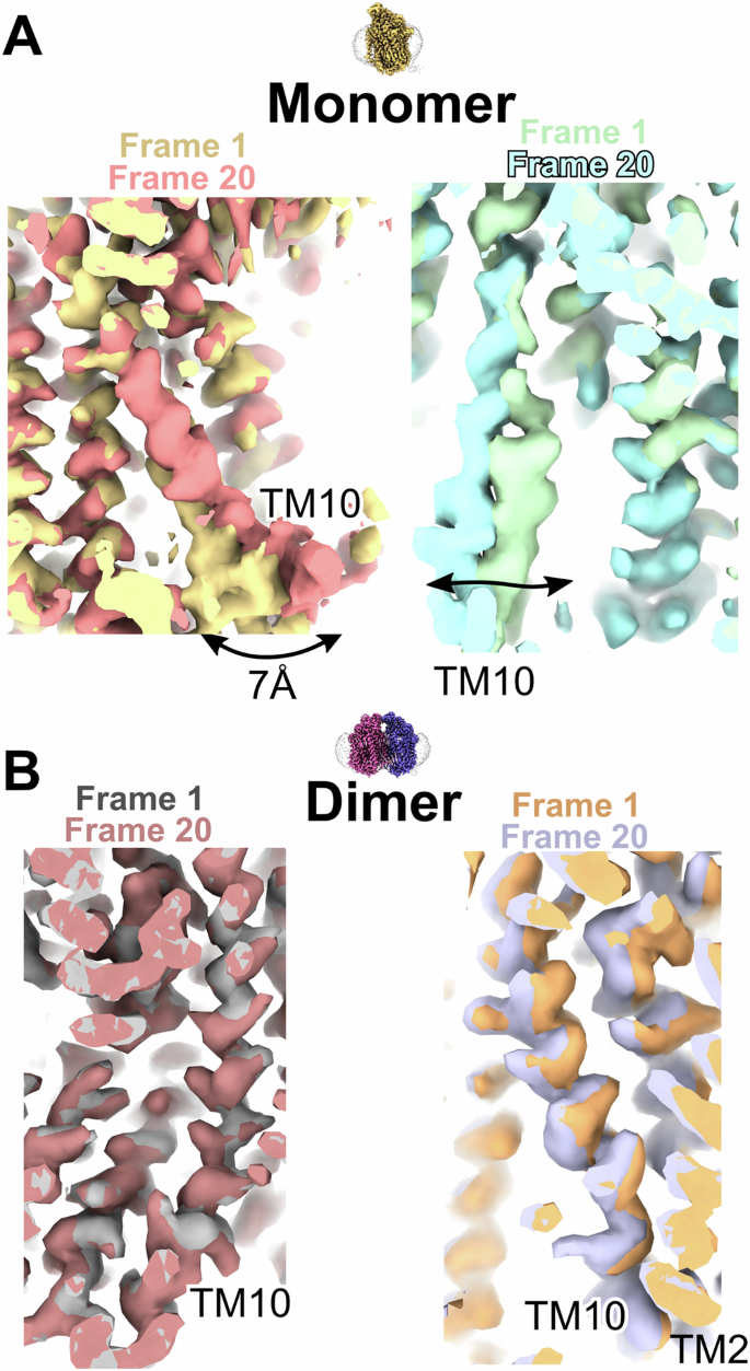 Fig. 5: The dynamic property of TM10 in the NmqNOR monomer.