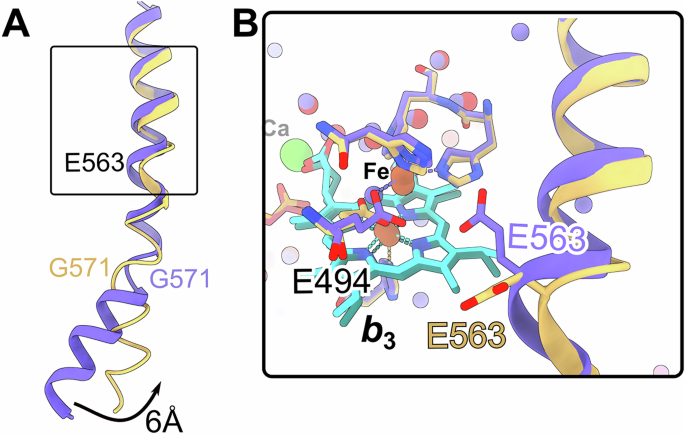 Fig. 6: Structural comparison of TM10 in the monomer and dimer NmqNOR.