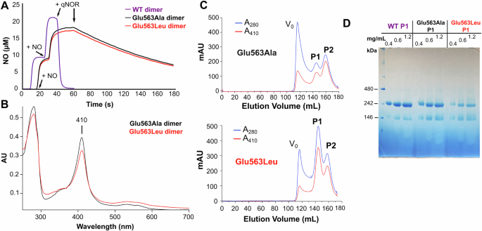 Fig. 7: Functional and native PAGE analysis of wildtype and Glu563 variants of NmqNOR.