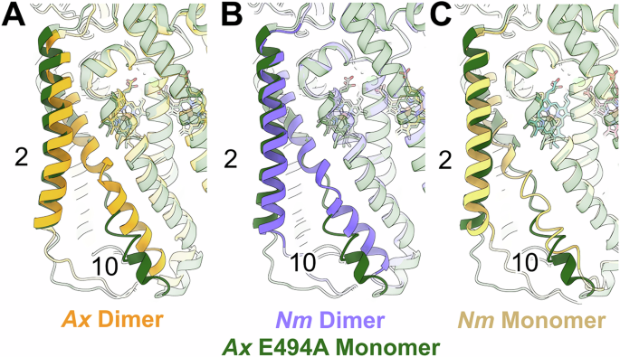 Fig. 8: Comparison of transmembrane helical shifts in AxqNOR and NmqNOR monomer-dimer structures.