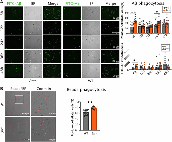 Fig. 2: Deficiency of SR in primary microglial cultures enhanced both Aβo phagocytosis and phagocytic uptake of microbeads.